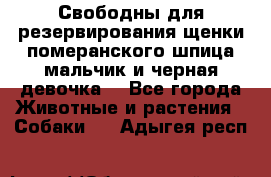 Свободны для резервирования щенки померанского шпица мальчик и черная девочка  - Все города Животные и растения » Собаки   . Адыгея респ.